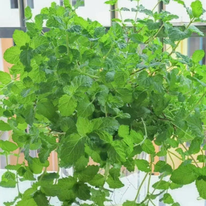 The Latest Orname ntal And Edible Mint Varieties