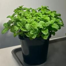 The Latest Orname ntal And Edible Mint Varieties