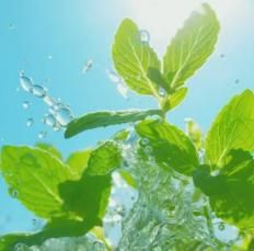 The Latest Orname ntal And Edible Mint Varieties