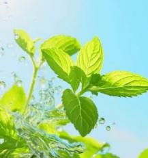 The Latest Orname ntal And Edible Mint Varieties